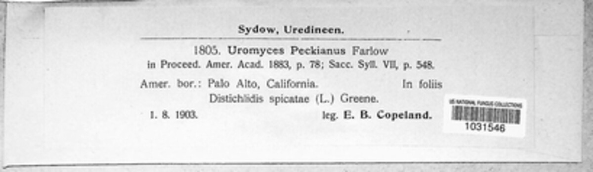 Uromyces peckianus image